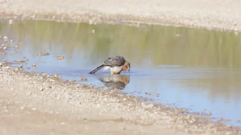 Pale chanting goshawk in a waterhole Stock Footage 186580143