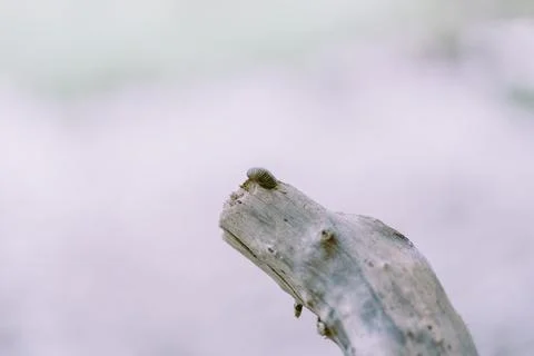 Pale colored shell sitting on tree branch 库存照片