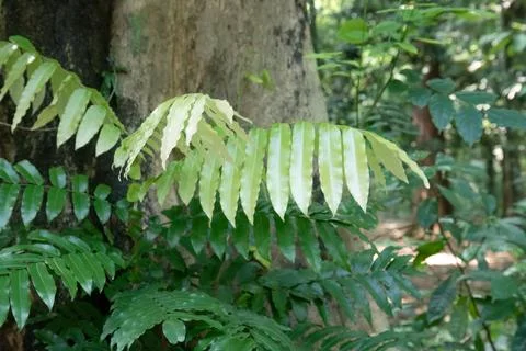 Pale Compound Leaves with Fine Texture Against a Tree Trunk Stock Photos