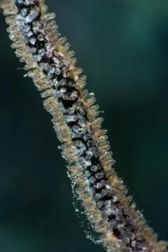 Pale damselfish larvae microscopic Stock Photos