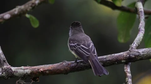 Pale-edged Flycatcher feed on moth close up Stock Footage 296668713