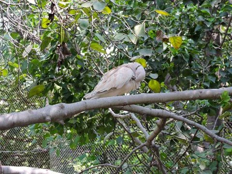Pale Eurasian Collared Dove Preening on a Tree Branch Stock Photos