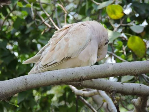 Pale Eurasian Collared Dove Resting on a Tree Branch Stock Photos