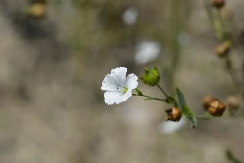 Pale flax Stock Photos