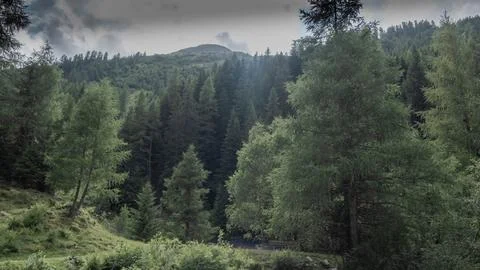 Pale forest landscape Stock Photos