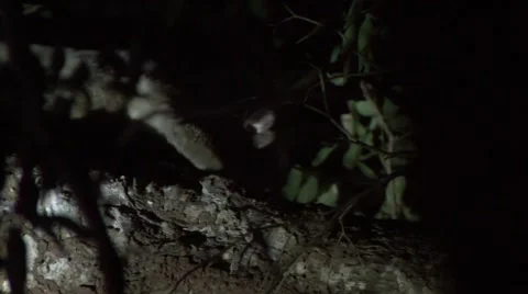 Pale Fork-marked Lemur foraging high up in the tree in dry forest at night Stock Footage 54209563