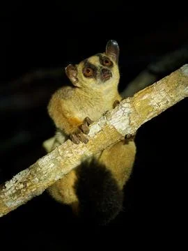 Pale Fork-marked Lemur - Phaner pallescens or Western fork-marked lemur, Mada Stock Photos
