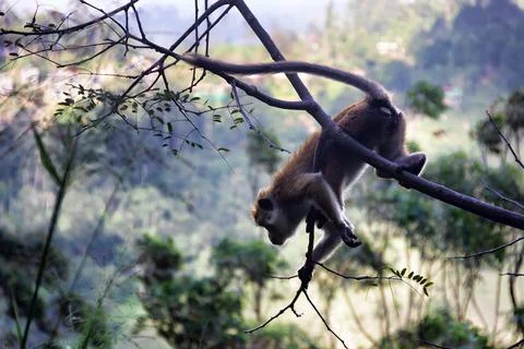 Pale-fronted toque macaque Stock Photos