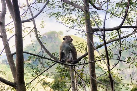 Pale-fronted toque macaque Stock Photos