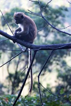 Pale-fronted toque macaque Stock-Fotos