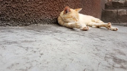 Pale ginger cat falls asleep on a stone floor near the house on a summer day. Vidéo 113648613