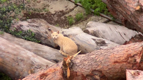 Pale ginger cat sitting on pile of logs in outdoor setting Stock Footage 301176310