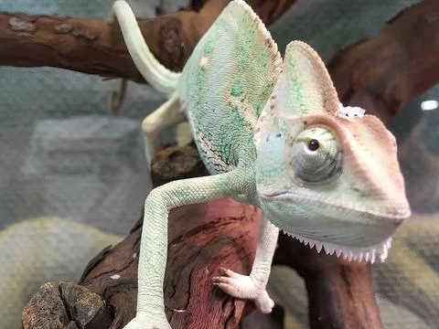 A pale green chameleon crawling on a tree branch 写真素材