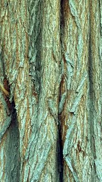 Pale green-gray bark with reddish-brown streaks creates rugged patterns. Deep Stock Photos