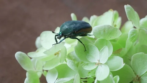 Pale green hydrangea flowers with beetle Stock Footage 95192249