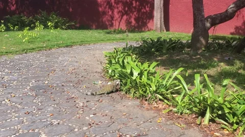 Pale Green Iguana on a Pebble Path Against a Vivid Red Wall Stock Footage 318206879