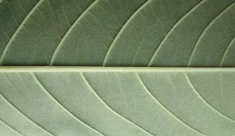 Pale Green Leaf Underside Texture Nature Background 写真素材
