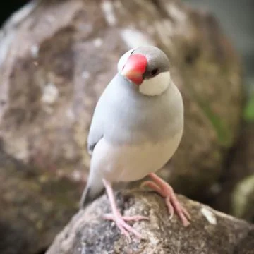 Pale-grey colored java sparrow bird perched on the stones Stock Photos
