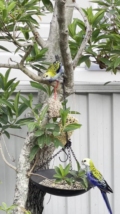 Pale-headed Rosella Feeding Stock Footage 145825587