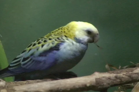 Pale heated Rosella 1  動画素材 340294