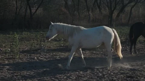 Pale horse strides through dust with dark herd trailing behind 스톡 동영상 343573908