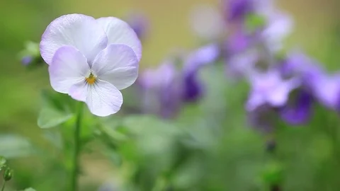 Pale lavender viola flower with copy space Stock Footage 74898608