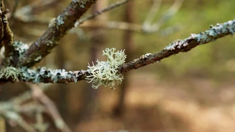 Pale Lichen On Forest Tree Branch Stock Footage 335975421