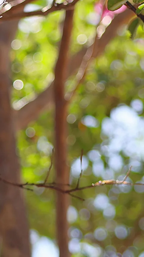 Pale Light Green Trees Swaying in Strong Wind with  Copy Space and Sound 库存影片 343936647