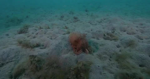 Pale Octopus (Octopus pallidus) On Sand, 8K Видео 331770068