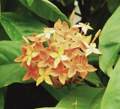 Pale orange geranium Stock Photos