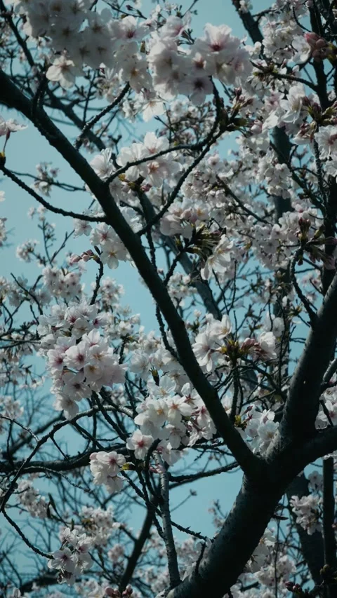 Pale pink cherry blossoms blooming on branches against blue sky Stock Footage 346273947