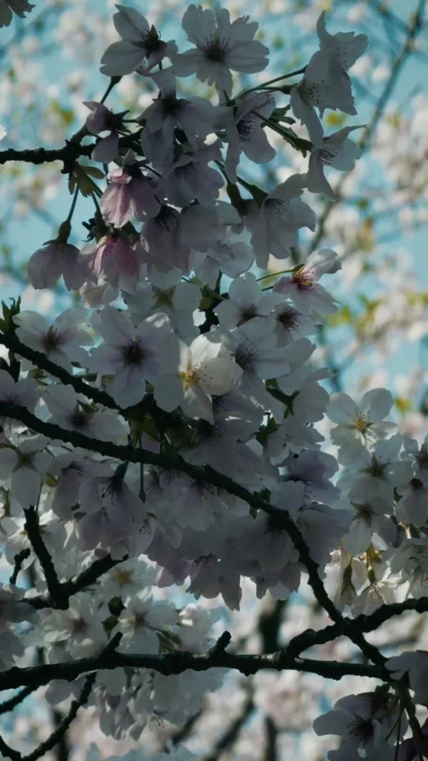 Pale pink cherry blossoms in full bloom swaying in the breeze Stock Footage 346273667