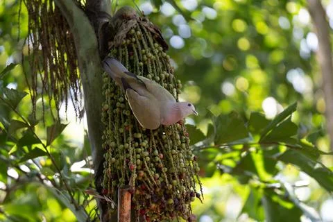 Pale pink dove perches on green palm fruit cluster Stock Photos