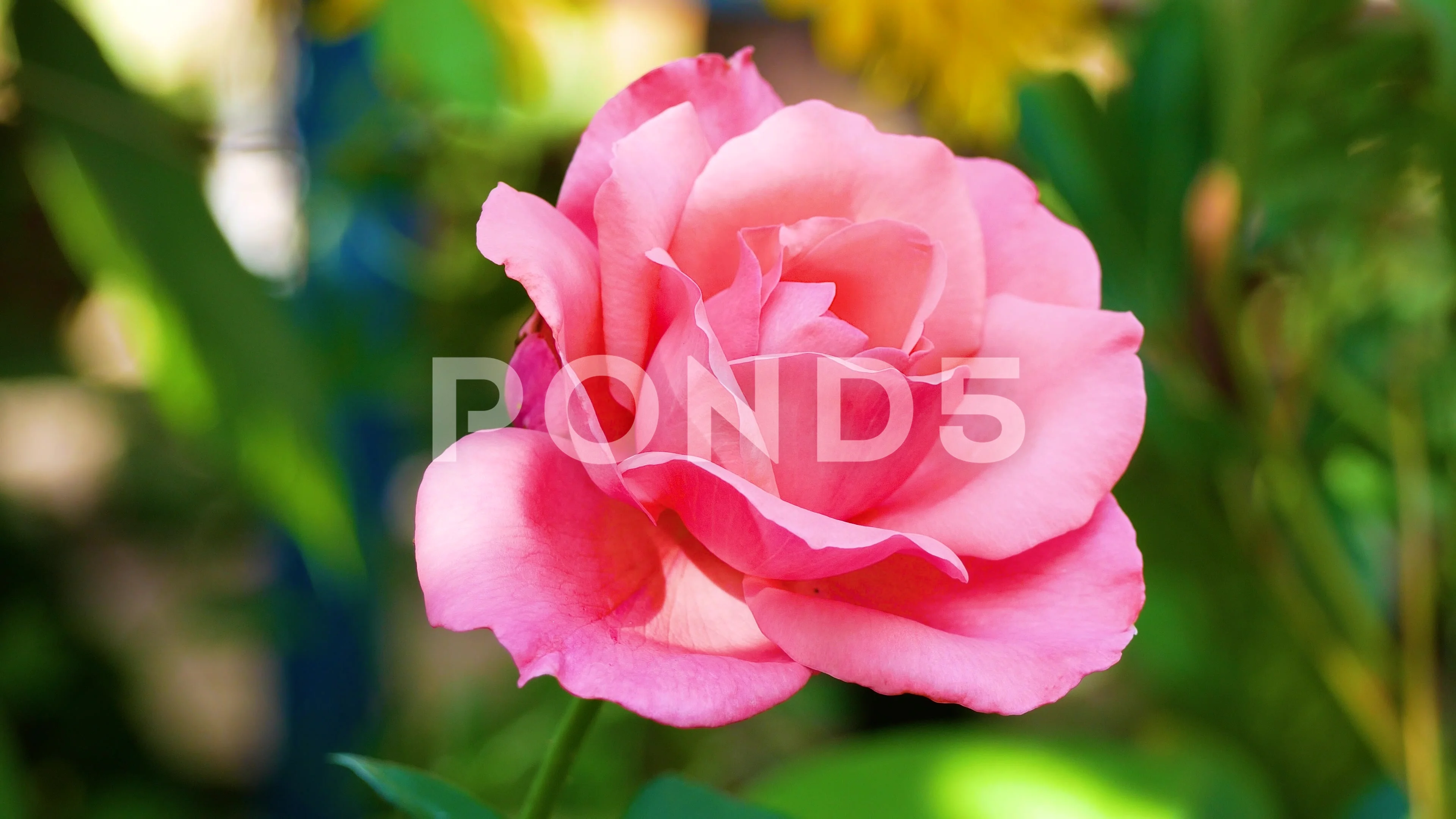 pink rose flower in full bloom zoomed in. petals of rose