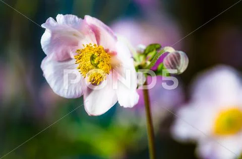 Pale pink flower Japanese anemone, close-up Stock Photos