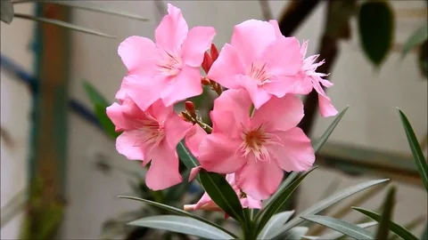 Pale pink flowers Stock Footage 77861387