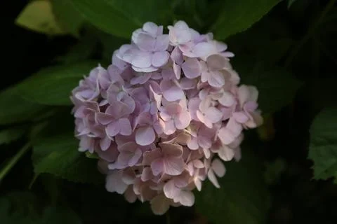 Pale pink hydrangea flower cluster emerging from dark green leaves in softl.. Stock Photos
