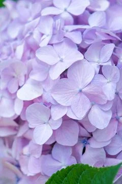 Pale pink hydrangea flower texture, day light Stock Photos