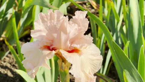 Pale Pink Iris Flower Blooms with Bright Orange Beards in a Sunny Garden Stock Footage 335913671