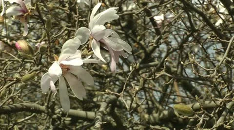 Pale pink magnolia tree Stock-Footage 11017031