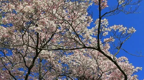 Pale pink spring Stock Footage 11017095