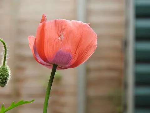 Pale red poppy Stock Photos