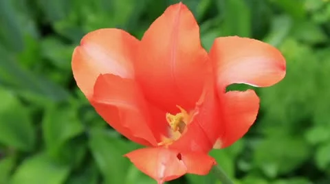 Pale red tulip Stock Footage 10745524