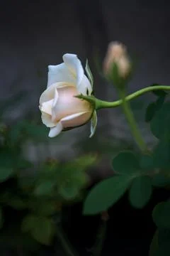 Pale rose in bloom seen up close Foto stock