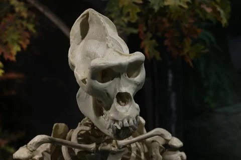 A pale skeleton head and partial upper body assembled in a dark garden scene  Stock Photos