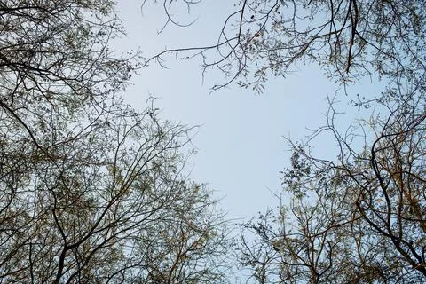 The pale sky Surrounded by trees Foto stock