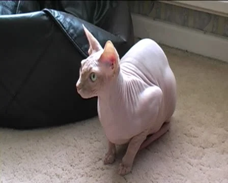Pale sphynx cat close up Stock Footage 8958144