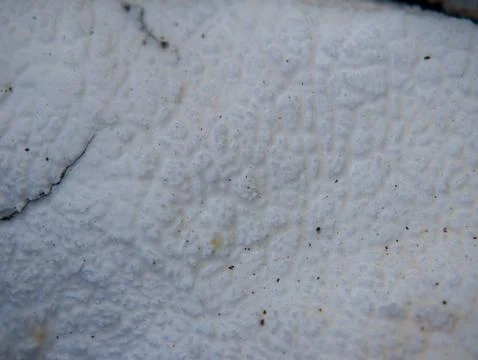 Pale stone texture background with fine natural pattern Stock-Fotos