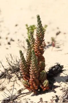 Pale stonecrop Stock Photos
