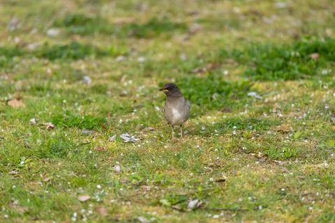 Pale thrush is finding something to eat. Stock Photos